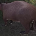 Massive Brown Reptile Featuring Thick Limbs In Natural Outdoor Area
