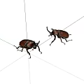 Two Horned Rhinoceros Beetles With Brown And Dark Exoskeleton On White Background