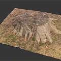 Natural Wood Tree Stump With Visible Annual Rings And Exposed Roots On Grass