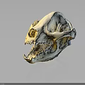 White Animal Skull With Sharp Teeth And Reflection On Dark Background Surface
