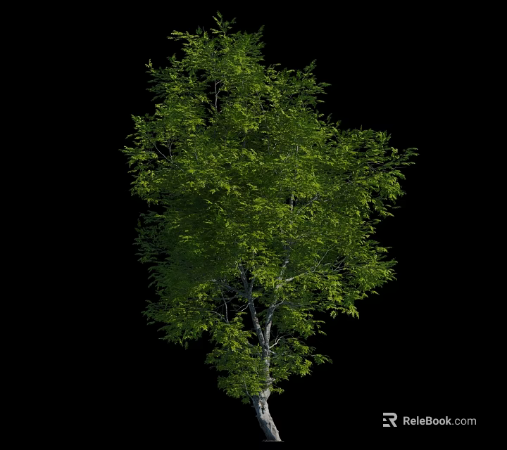 Tall Lush Green Tree With White Trunk And Dense Foliage On Black Background 3d model 