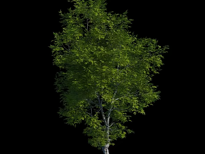 Tall Lush Green Tree With White Trunk And Dense Foliage On Black Background 3d model