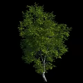 Tall Lush Green Tree With White Trunk And Dense Foliage On Black Background