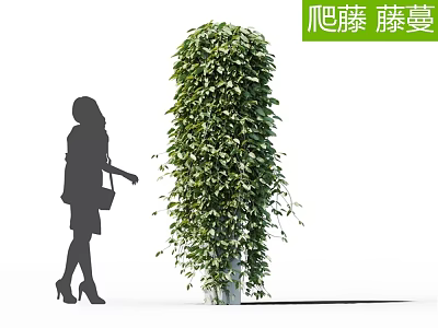 Lush Green Climbing Vine as Vertical Garden Decor with Silhouette of Woman Standing Beside 3d model