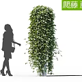 Lush Green Climbing Vine as Vertical Garden Decor with Silhouette of Woman Standing Beside