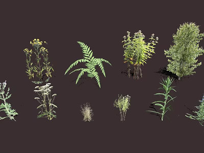 Various Herbaceous Plants Ferns And Diverse Greenery With Roots Displayed On Dark Background 3d model