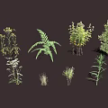 Various Herbaceous Plants Ferns And Diverse Greenery With Roots Displayed On Dark Background