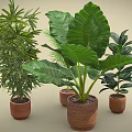 Various Green Plants in Terracotta Pots with Large Leaves and Palm Like Foliage