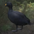 Black Duck With Yellow Beak Standing On Green Grass In Natural Habitat