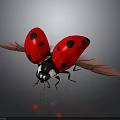 Ladybug Red With Black Spots Spreading Wings On Black Background With Reflection