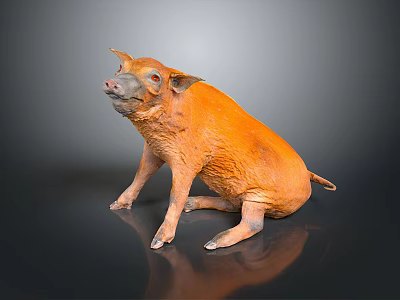 Orange Pig in Sitting Posture on Dark Reflective Floor with Realistic Skin Texture 3d model