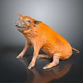 Orange Pig in Sitting Posture on Dark Reflective Floor with Realistic Skin Texture