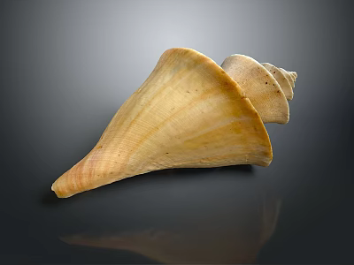 Light Yellow Spiral Conch Shell With Smooth Surface And Natural Gloss On Dark Background 3d model