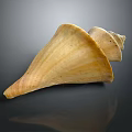 Light Yellow Spiral Conch Shell With Smooth Surface And Natural Gloss On Dark Background 3d model
