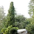 Tall Cypress Trees With Pink Flowers Stone And Lush Green Shrubs