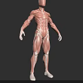 Muscular System Human Body Anatomical Model With Clear Detailed Muscle Structure
