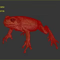 Vibrant Yellow Frog With Pink Legs Standing On Dark Reflective Surface