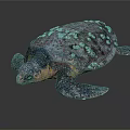 Reptile Sea Turtle With Mottled Shell White Spots And Colorful Body On Dark Background