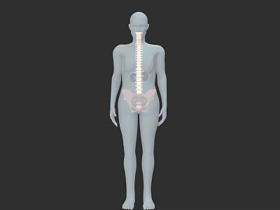 Human Pelvic Organs Anatomy 3D Model with Skeletal Structure Visualization 3d model