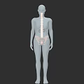 Human Pelvic Organs Anatomy 3D Model with Skeletal Structure Visualization 3d model