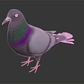 Gray Pigeon With Green And Purple Neck And Red Feet On Dark Background