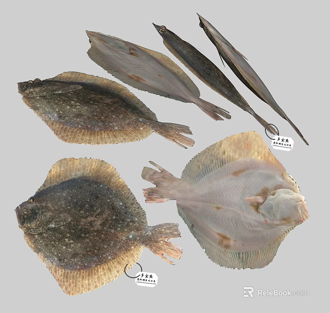 Various Types of Aquatic Animals Including Different Flatfish Species With Unique Body Shapes 3d model 