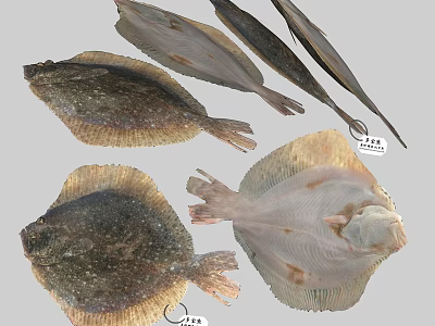 Various Types of Aquatic Animals Including Different Flatfish Species With Unique Body Shapes 3d model