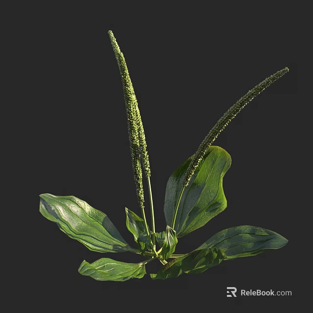 Fresh Green Plant With Long Spike Inflorescences And Broad Leaves 3d model 