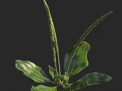 Fresh Green Plant With Long Spike Inflorescences And Broad Leaves 3d model