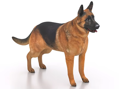 Black and Tan German Shepherd Dog Standing in Alert Pose on White Background 3d model
