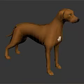 Brown Dog with White Chest Marking Standing on Dark Background in 3D Render