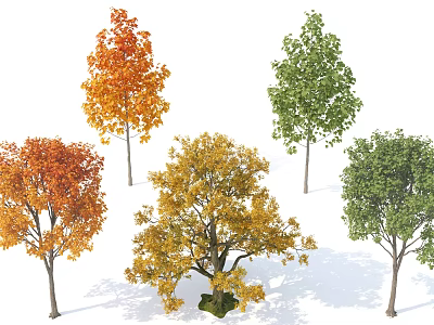 Deciduous Trees with Orange Yellow Green Foliage for Landscape Design 3d model