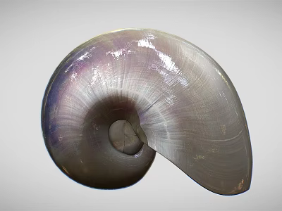 Natural Iridescent Spiral Seashell Of Aquatic Marine Animal With Shiny Surface 3d model