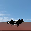 Two Black And White Orcas Swimming On Red Background With Shadows 3d model