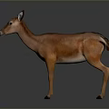 Realistic Brown Deer 3D Model With Smooth Fur Standing On Gray Background