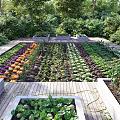 Lush Garden Landscape With Tall Trees Wooden Planted Beds Colorful Flowers And Greenery