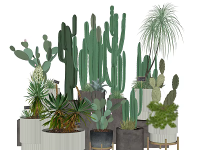 Indoor Bonsai Potted Plants Display Featuring Various Cacti And Decorative Planters 3d model