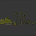 Diverse Plants Including Palm Trees Pine Trees Shrubs and Green Foliage on Black Background