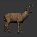 Realistic Brown Deer With Antlers Standing Against Gray Gradient Background 3d model