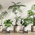 Various Leafy Green Indoor Potted Plants In Stylish Decorative Pots For Home Interior