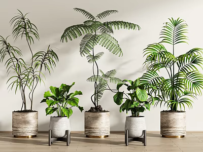 Various Leafy Green Indoor Potted Plants In Stylish Decorative Pots For Home Interior 3d model