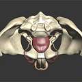 Realistic 3D Model of Human Pelvis Organs and Hair Structure with Anatomical Details