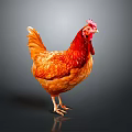 Orange Red Rooster With Vibrant Feathers And Red Comb Standing On Gray Background