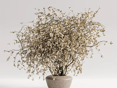 Bonsai Plant in Ceramic Pot with Delicate Branches and Small White Flowers for Minimalist Decor 3d model
