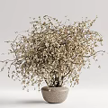 Bonsai Plant in Ceramic Pot with Delicate Branches and Small White Flowers for Minimalist Decor