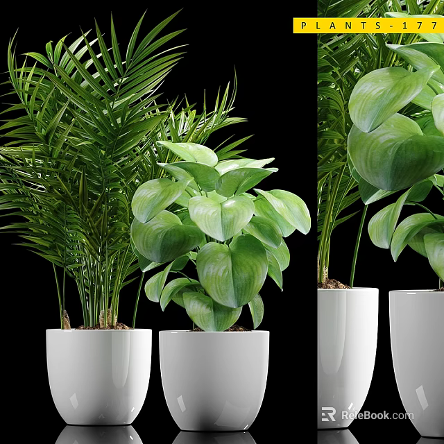 Indoor Garden Decorative Plants With Large Green Leaves And White Ceramic Pots 3d model 