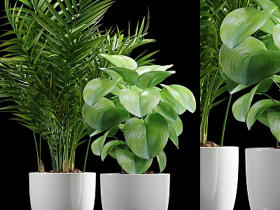 Indoor Garden Decorative Plants With Large Green Leaves And White Ceramic Pots 3d model