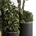 Bonsai Plants With Lush Green Foliage In Various Metallic And Black Pots For Home Decor