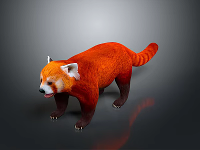 Red Panda With Orange Fur White Ears And Ringed Tail Standing On Dark Background 3d model