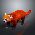 Red Panda With Orange Fur White Ears And Ringed Tail Standing On Dark Background